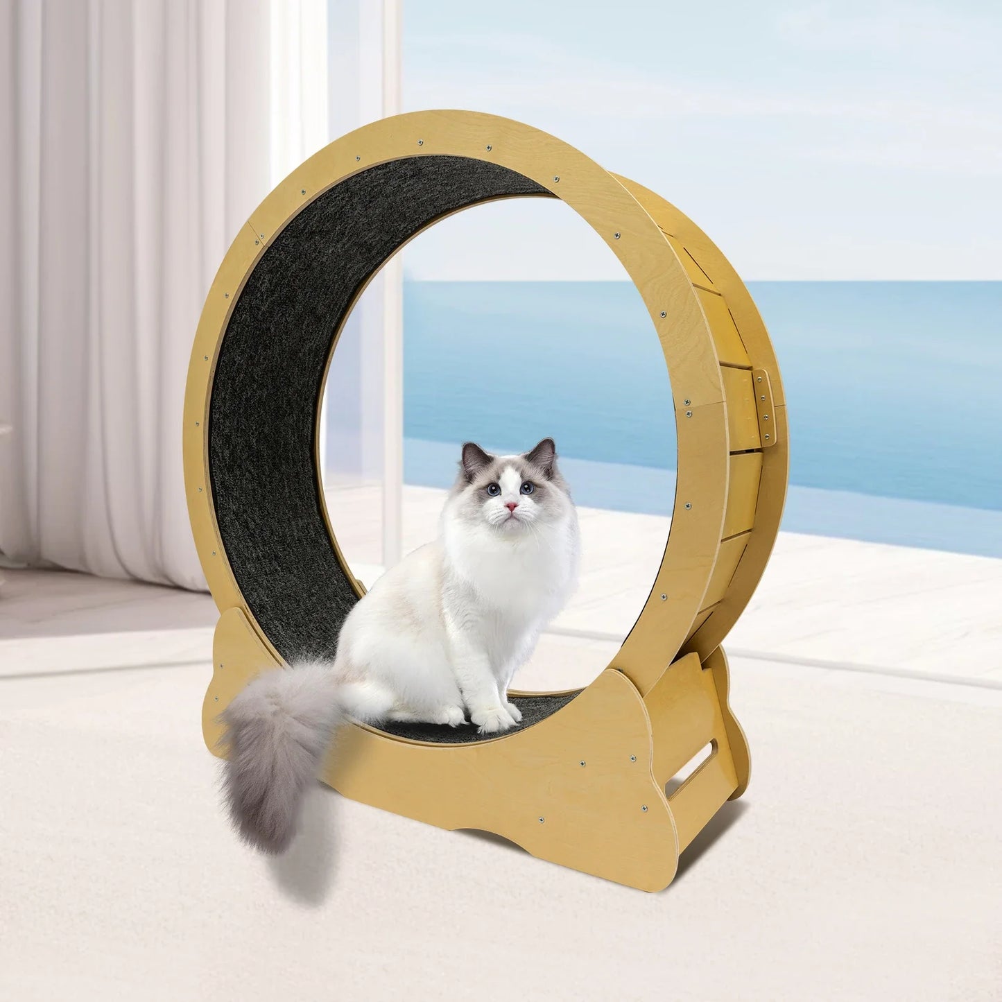Control Cat Wheel Exerciser for Indoor Cats with Low Noise